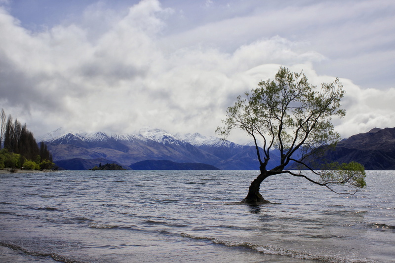 mountain, newzealand, new zealand, beauty in nature, fir, mountain range, day, wilderness, ice, idyllic, scenery, tranquility, cloud - sky, snow, sky, water