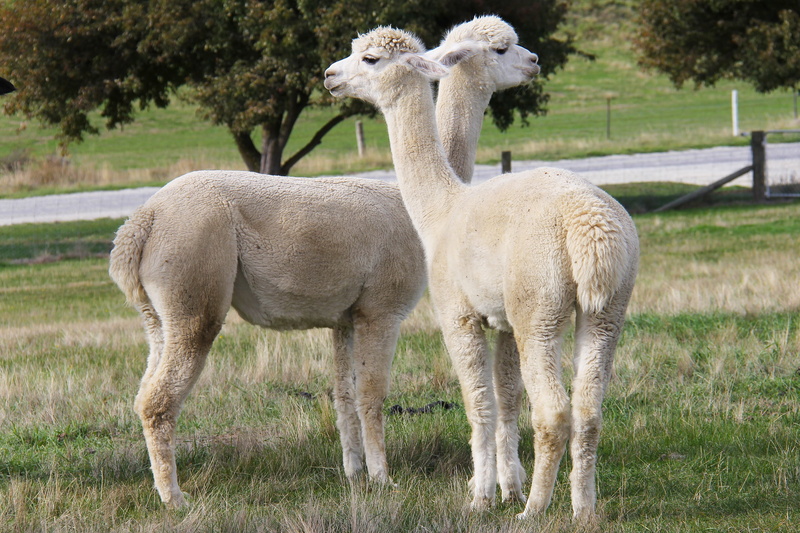 animal, new zealand, beautiful, enchanting, grass, lamb, domestic, livestock, nature, field, land, green, vertebrate, no people, beauty, llamas, white