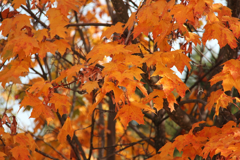 autumn collection, natural condition, outdoors, plant, change, plant part, no people, 2K, branch, yellow, tree, autumn, new zealand, leaves, wanaka, orange