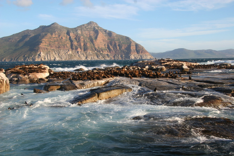 land, near, duiker island, beach, cape, scenics - nature, tranquil scene, body, nature, seals, rock - object, ocean, sky, fur, rocks, gray, town, mountain
