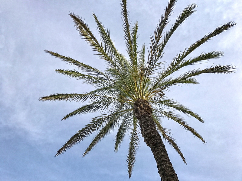 plant, statue, bus, old town, water, low angle view, sailing boat, nature, palm trees, rocky coast, red, cloud - sky, church, sea, summer, plant part, spain