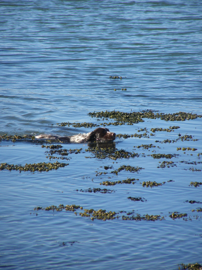 doggy, canine, outdoors, purebred, leisure, beach, nature, happy, Swim, land, Water, waterfront, tranquility, mammal, no people, Dog, beauty in nature