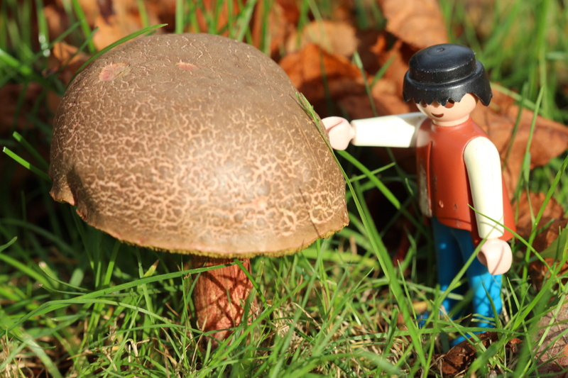 plant, day, field, nature, green color, male likeness, males, focus on foreground, toadstool, vegetable, grass, food, miniature, mushroom, autumn, growth