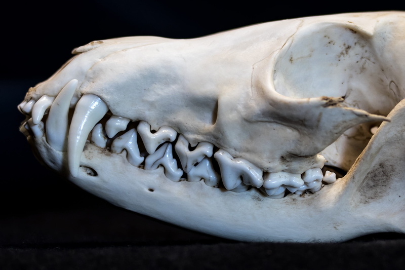 animal, skull, fang, weird, studio shot, black background, mortal, indoors, horror, history, animal teeth, 2K, animal skull, scary, fox skull, tooth, human teeth