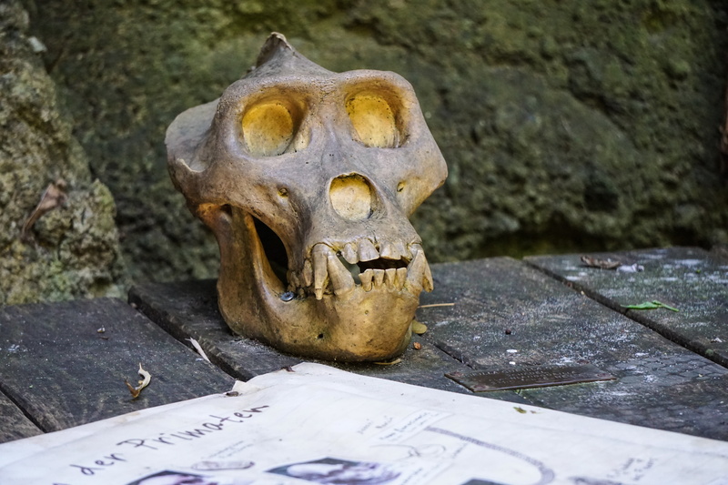 mammal, skull, art and craft, death, 5K, creature, history, craft, weird, dead, close-up, focus on foreground, wood, representation, body part, excavation