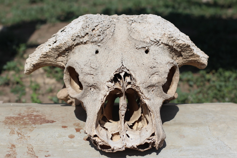 nature, sunlight, skull and crossbones, close-up, skull, animal themes, animal wildlife, body part, head, animal head, outdoors, day, 5K, mouth open, animal bone