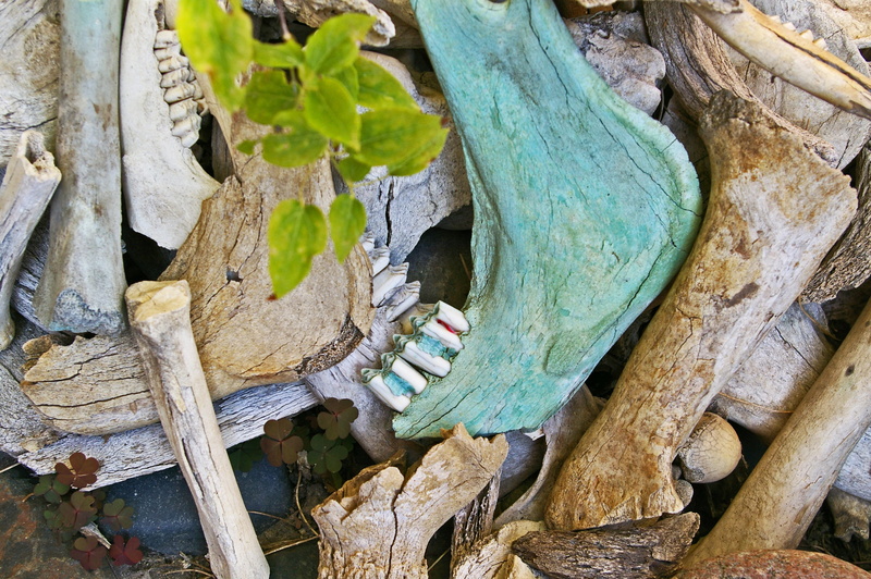 outdoors, old, high angle view, tooth, nature, bone fund, bone, animal bones, weird, mood, creepy, 2K, forest, log, skull bone, leaf, skull, close-up
