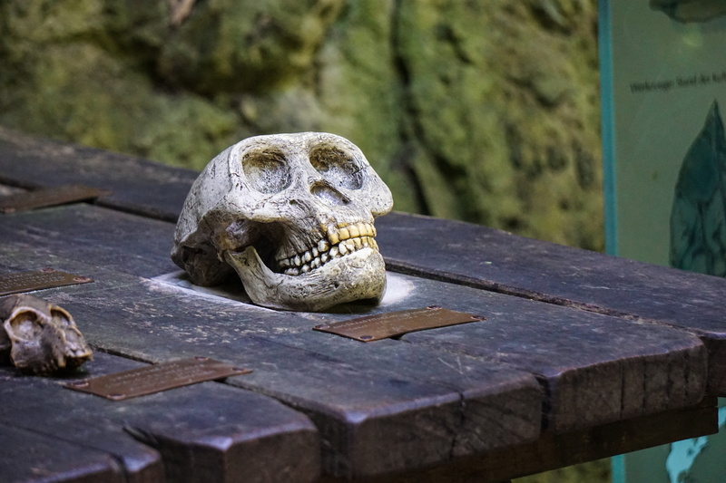 bone, head, ape, outdoors, animal, skull and crossbones, skeleton, one animal, day, animal body part, 5K, table, wood - material, focus on foreground