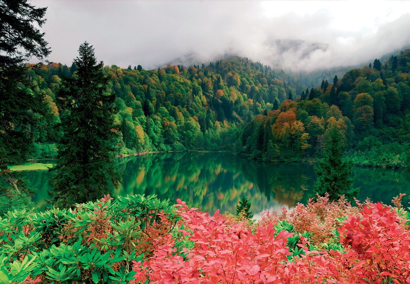 growth, pine woodland, beauty in nature, no people, autumn, change, woodland, forest, non-urban scene, tranquil scene, outdoors, tranquility, Artvin, coniferous tree
