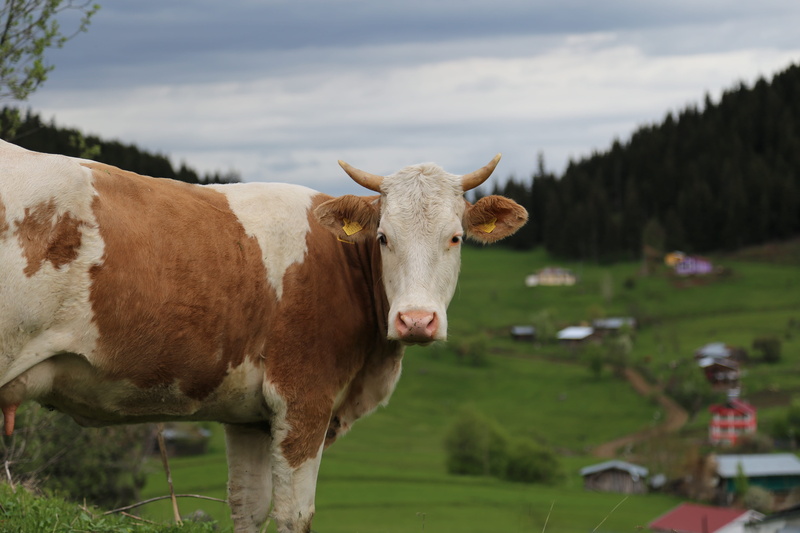 beautiful, animal, landscape, herbivorous, turkey, lake, field, cattle, land, livestock, day, 5K, grass, outdoors, nature, domestic, mammal, vertebrate