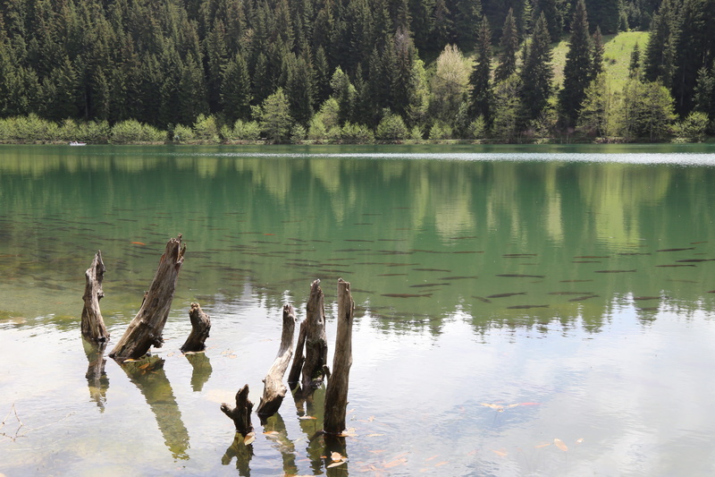 rural, lake, country, 5K, outdoors, nature, vertebrate, non-urban scene, driftwood, no people, animal wildlife, water, tree, beautiful, karagöl, natural