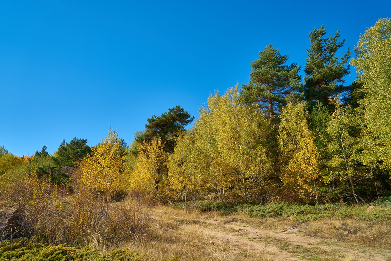 environmental, landscape, turkey, outdoors, the leaves are, forest, leaves, background, beautiful, plant, branch, change, mountains, beauty in nature, coniferous tree