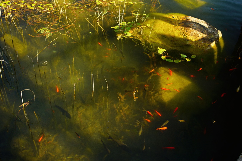 outdoors, nature, water, karagöl, forest, sea life, vertebrate, beauty in nature, fish, green, little, large group of animals, animal themes, group of animals