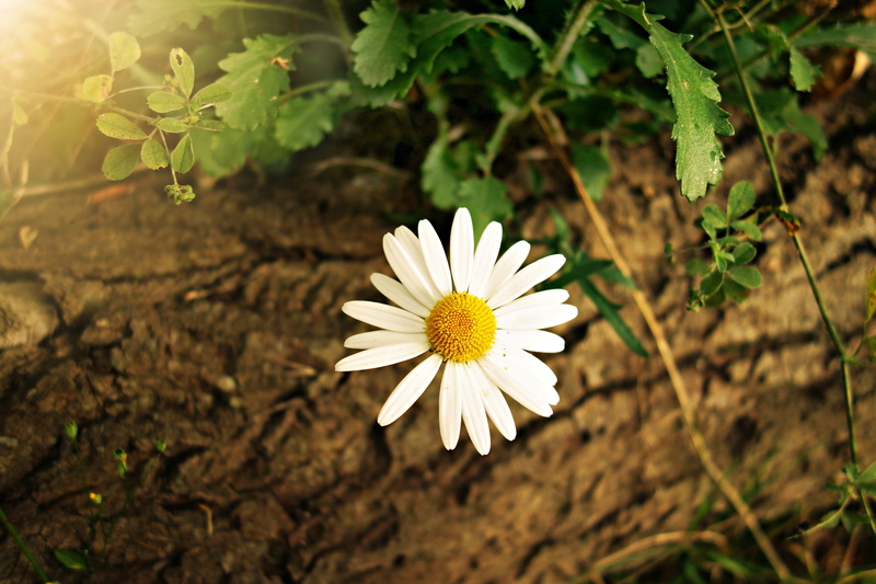 flowering plant, beauty in nature, field, close-up, growth, bloom, inflorescence, vulnerability, nature, leucanthemum vulgare, day, summer, flower head