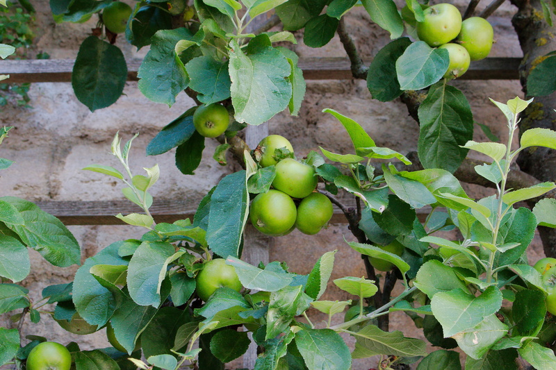 outdoors, freshness, leaf, close-up, food, green color, unripe, nature, wellbeing, day, out, no people, trees, fresh, colorful, food and drink, farm, healthy eating