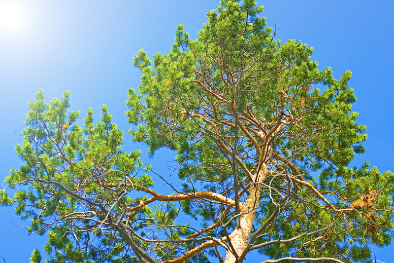 day, scenics - nature, rural, beautiful, tree, plant, sunny, beauty, silence, beauty in nature, sky, background, view, environment, idyllic, clear sky
