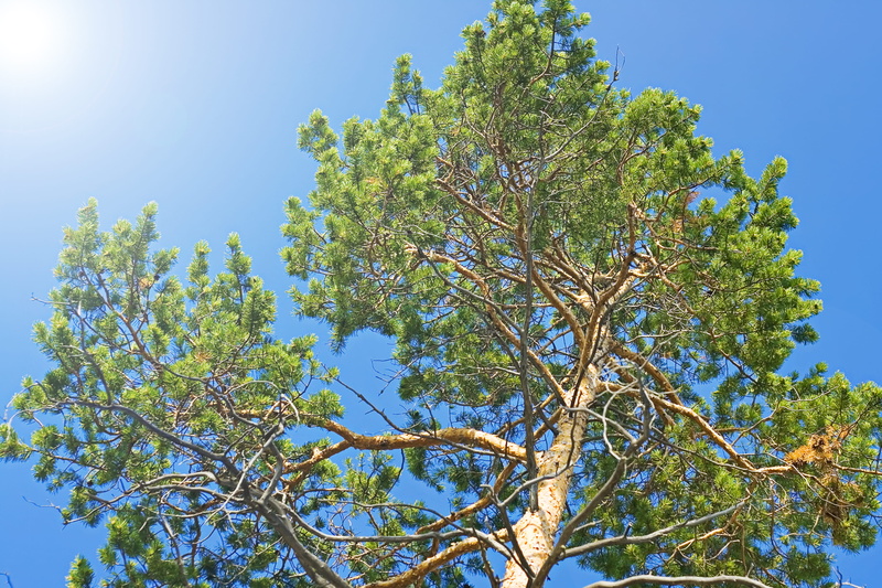 view, background, tree, branch, idyllic, rural, plant, clear, nature, green color, sky, sunny, purity, leaf, summer, no people, silence, day, tranquil