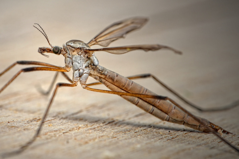 witches, insect, schuster, dragonfly, no people, wedge chop, arthropod, animal wing, Mosquito, animal themes, animals in the wild, close-up, selective focus