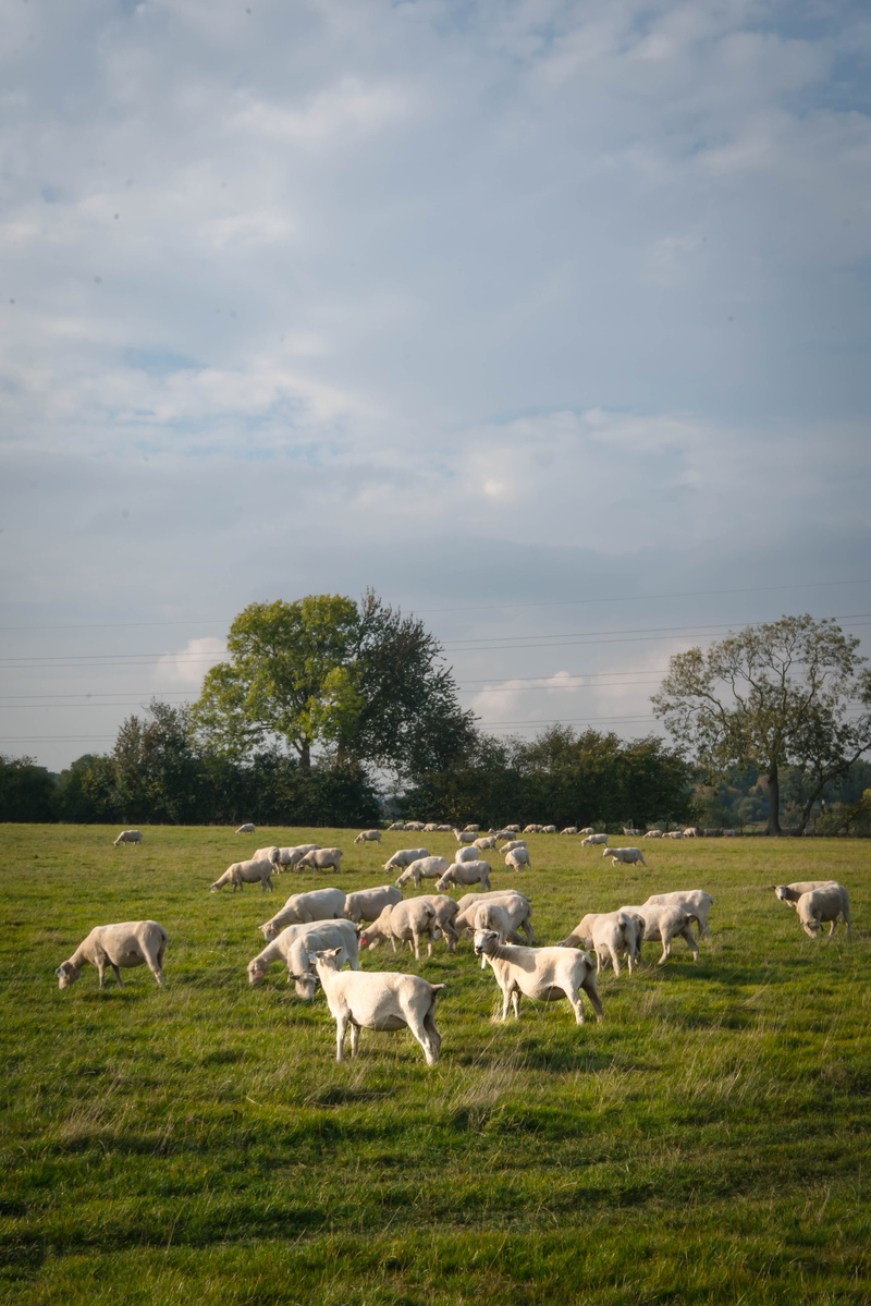 herd, mammal, outdoors, domestic animals, tree, large group of animals, 4K, agriculture, grass, group of animals, no people, land, livestock, sky, animal