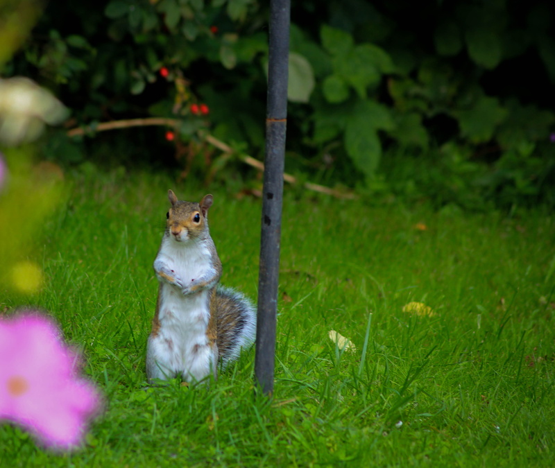 garden, random, hempstead, feeding, vertebrate, nature, green color, small, location, green, squirrel, day, domestic, hemel hempstead, animals in the wild