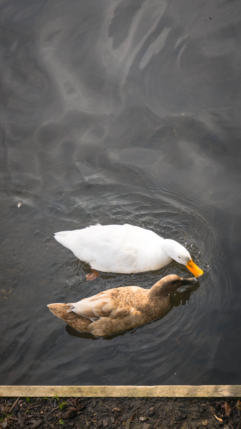 swimming, no people, 4K, animals in the wild, hemel hempstead, high angle view, bird, vertebrate, one animal, united kingdom, day, lake, water bird, waterfront