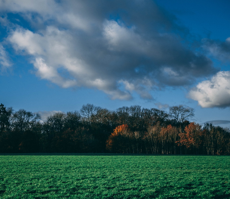 tranquility, environment, growth, field, tree, outdoors, rural scene, woodlen, land, lovely, no people, forest, treeline, instagram, hemel hempstead, nature