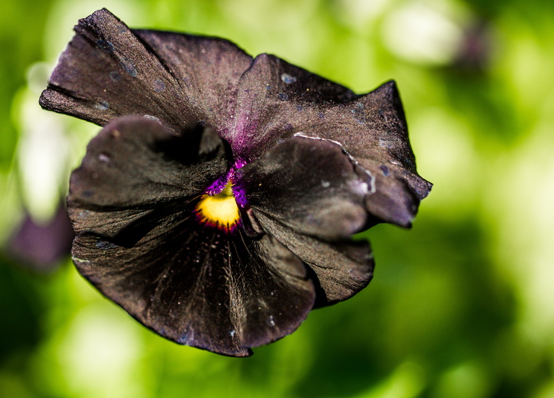 pollen, black, purple, flower, flowering plant, beauty in nature, 4K, viola, selective focus, close-up, growth, flower head, united kingdom, fragility