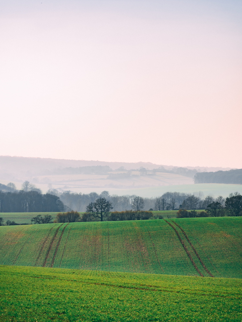 rural, tranquility, grassland, growth, day, land, beauty in nature, environment, crop, scenics - nature, rural scene, nature, field, hemel hempstead, agriculture