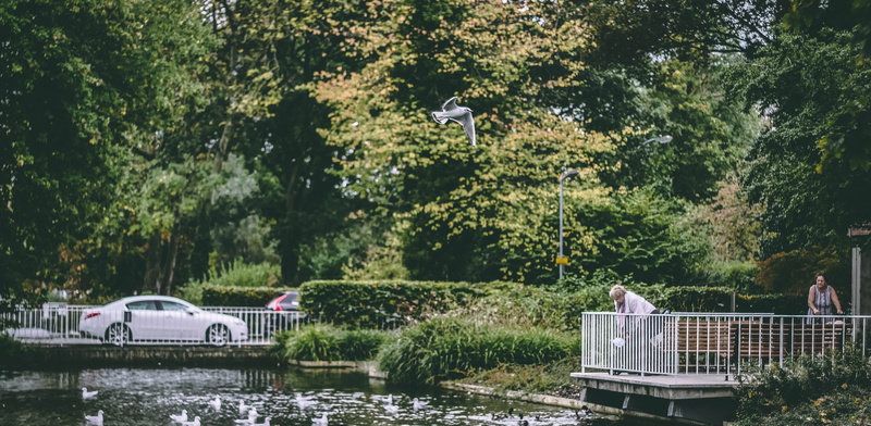 hemel hempstead, feed, water, river, air, day, plant, built structure, animal, feather, growth, nature, flying, natural, architecture, hempstead, tree
