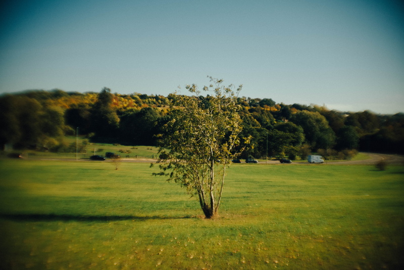 hemel hempstead, clear sky, tree, tranquility, scenics - nature, sky, field, environment, united kingdom, day, beauty in nature, plant, tranquil scene