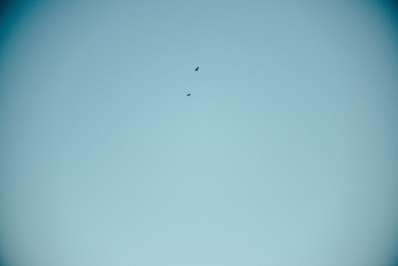 day, copy space, animal themes, sky, beauty in nature, no people, one animal, hemel hempstead, 4K, clear sky, flying, vertebrate, nature, blue, united kingdom