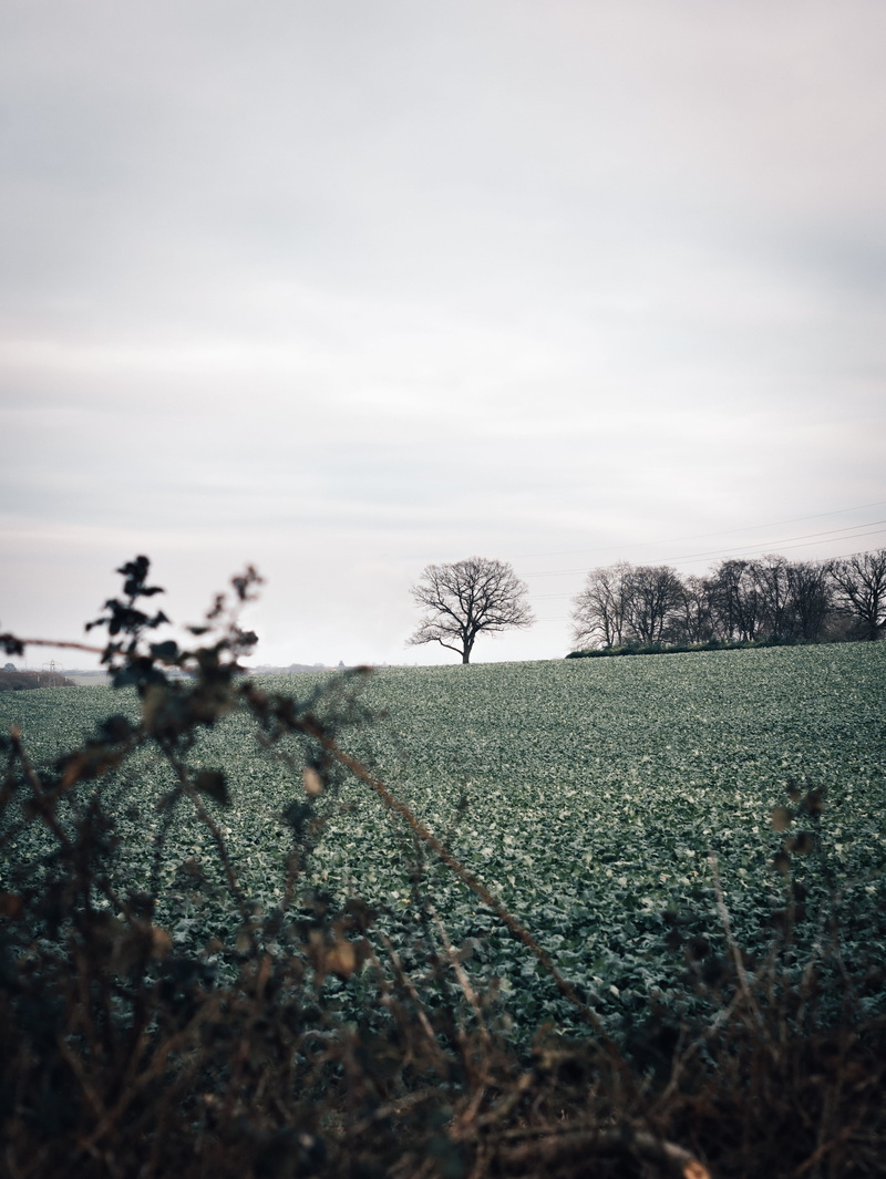 tranquil scene, surface level, tree top, cloud - sky, landscape, grass, tree, single, outdoors, treeline, environment, sky, no people, whitre, distance