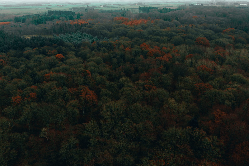 danmark, colours, growth, plant, woods, drone, outdoors, high angle view, tranquility, foliage, denmark, nordjylland, land, environment, nature, tree, mavic2