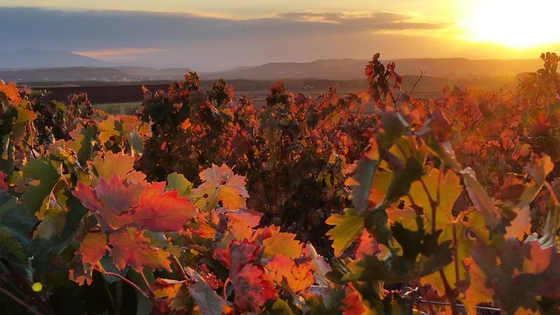 rioja, growth, photo, flowers, scenics - nature, flowering plant, sunset, setting sun, vineyard, fragility, yellow, outdoors, orange, sunlight, environment