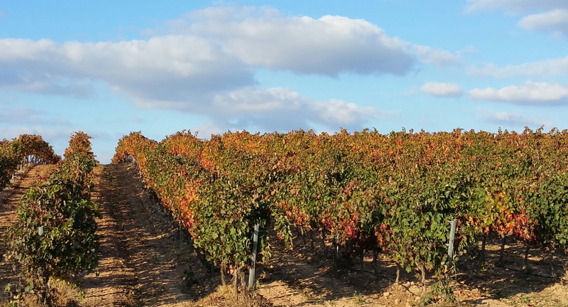 tree, growth, autumn collection, change, tranquility, beauty in nature, day, plantation, tranquil scene, 2K, scenics - nature, rioja, treelined, lyng