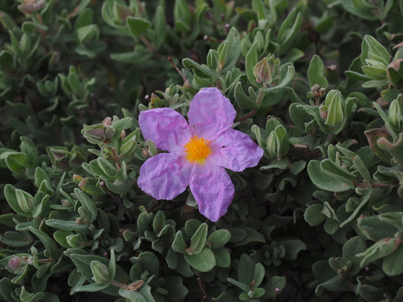 rock rose plant, petal, no people, purple, flower, silver white cistus, growth, 4K, plant, mediterranean, cistus, high angle view, green color, nature