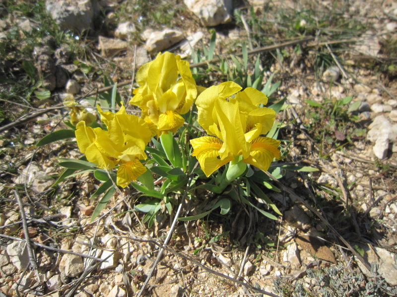 inflorescence, yellow, flowering plant, close-up, flower head, sunlight, petal, iris of the garrigues, no people, iris, high angle view, iris lutescens