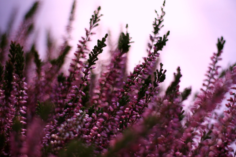 close-up, daytime, nature, flowers, purple, bruyère, plant, bokeh, explored, flower, 4K