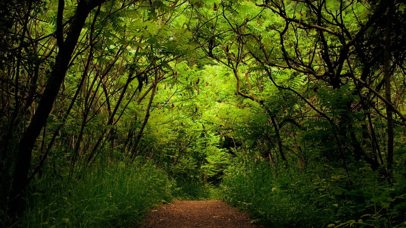 green, uncertainty, 1080P, wood, track, path, jungle