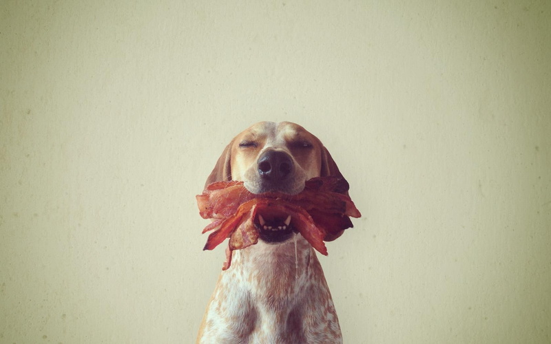 bacon, animals, hd, dog, 720P