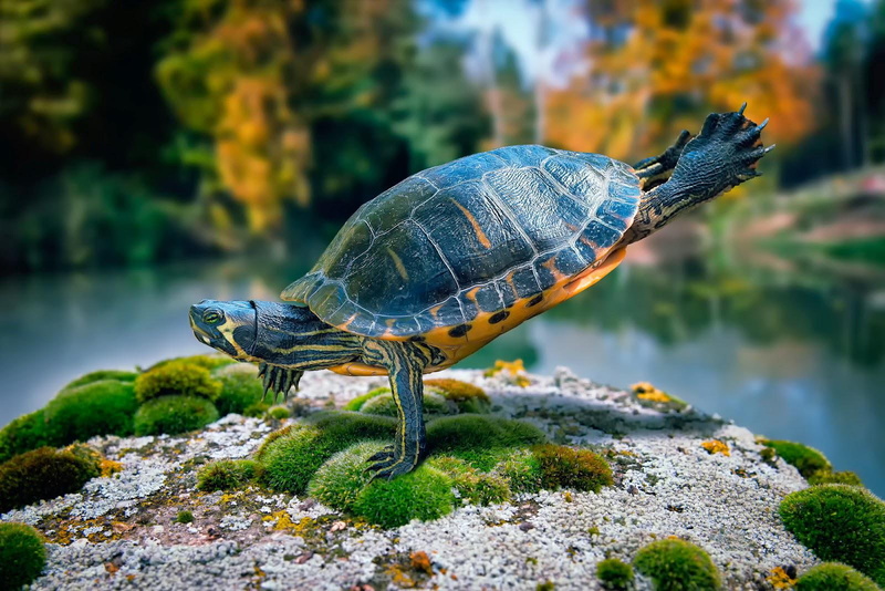 push-ups, 720P, morning, box, push, ups, turtle