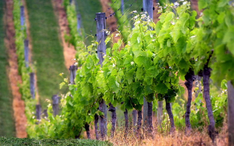 2K, depthoffield, waihekeisland, green, cablebayvineyard, newzealand, landscape, aucklandnewzealand, baby, wine, photography