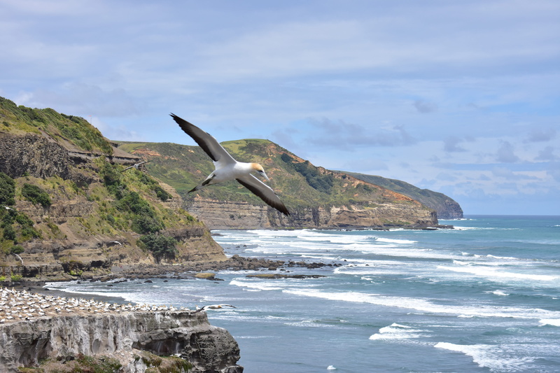 beauty in nature, coast, water, day, tranquility, solid, sky, coasline, nature, promontory, scenics - nature, newzealand, flyingbird, building, rock - object