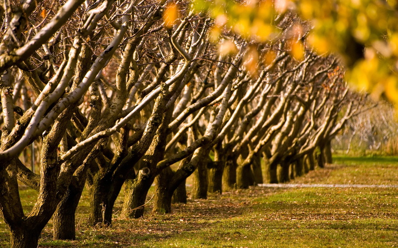 tree, photography, scenics - nature, sunlight, grass, autumn, brown, beauty in nature, trunk, plant, branch, in a row, land, 1080P, treelined, cromwellnewzealand