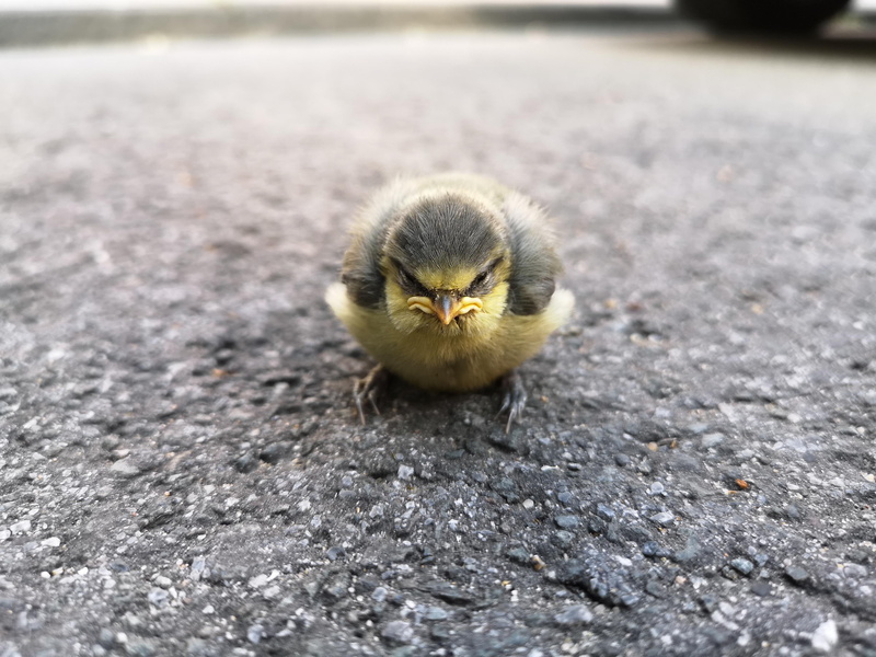 Angry Birds, 2K, birds, depth of field, nature, closeup, street, animals