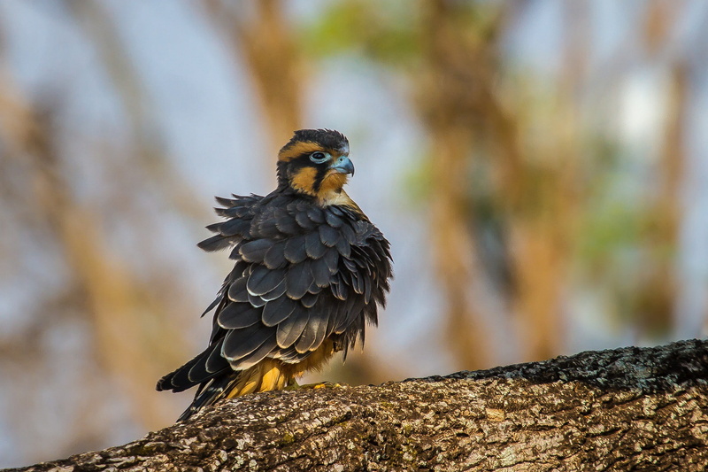 young, wildlife, raptor, aplomado, Yound Aplomado Falcon, Nature, Birds, falco femoralis, 1080P, birds of prey, yound, falcon, brazilian birds