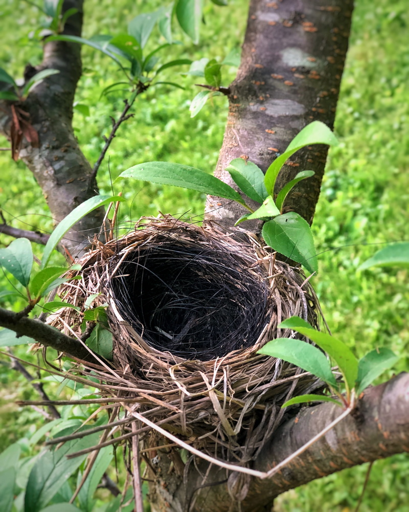 close-up, green color, no people, plant, plant part, bird nest, 2K, trunk, bird, outdoors, day, tree, nature, animal themes, leaf, wildlife, growth, beginnings