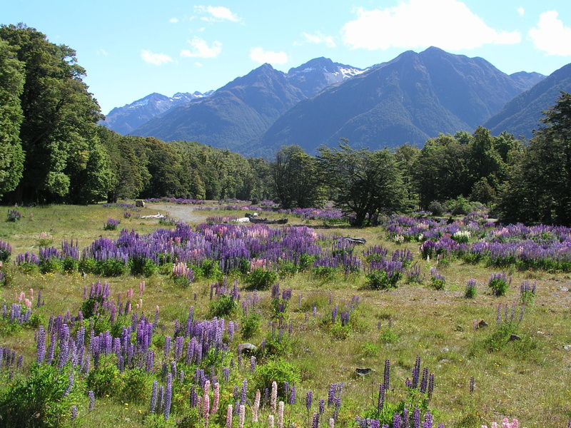 day, country, environment, 2K, beauty in nature, arthurs pass, scenics - nature, nature, new zealand, scenery, no people, landscape, lavender, new, non-urban scene