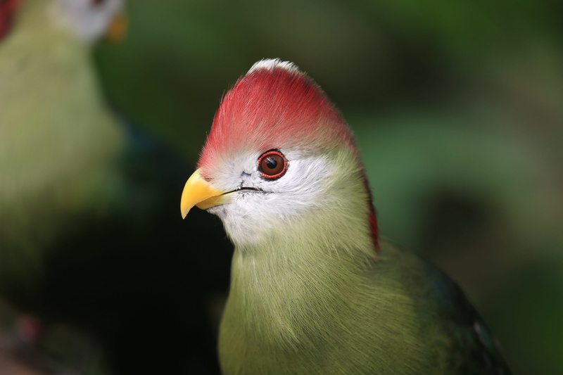 nature, close-up, turaco, day, focus, red, animals in the wild, animal eye, bokeh, focus on foreground, no people, yellow, photo, 5K, beak, green, animal head
