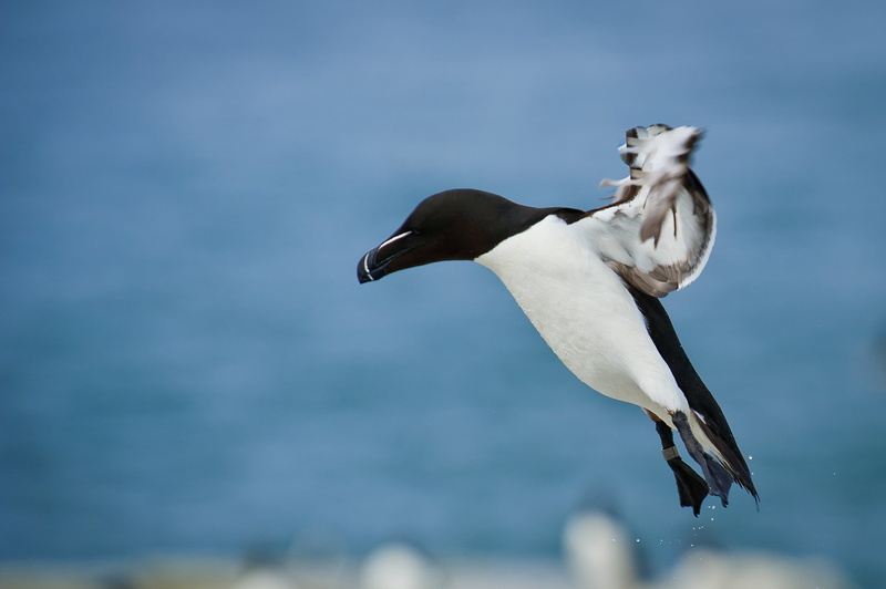 fly, animal wildlife, side view, profile view, sea bird, dom, animals in the wild, no people, day, ocean, spread wings, photography, bird, focus on foreground